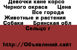 Девочки кане корсо. Черного окраса.  › Цена ­ 65 000 - Все города Животные и растения » Собаки   . Брянская обл.,Сельцо г.